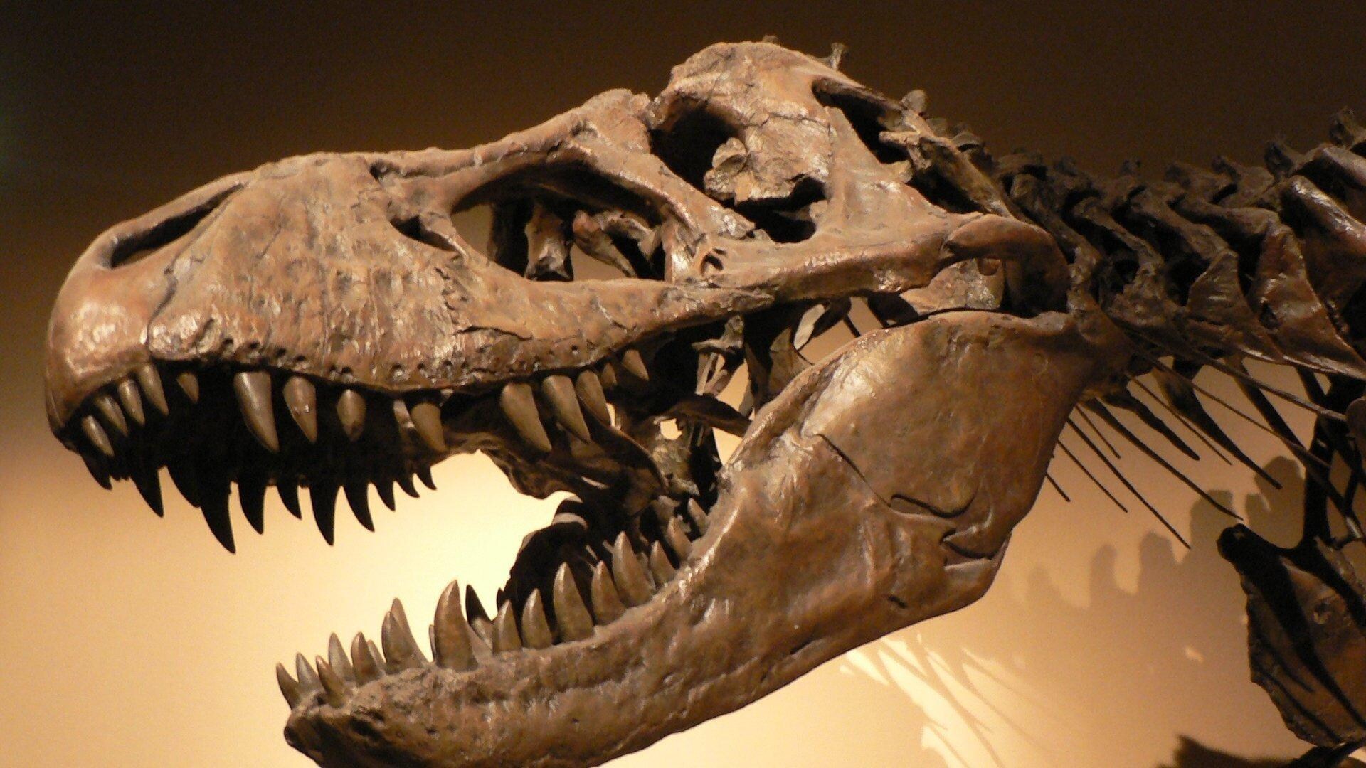 100 Million Bc La Guerra Dei Dinosauri Film 2008