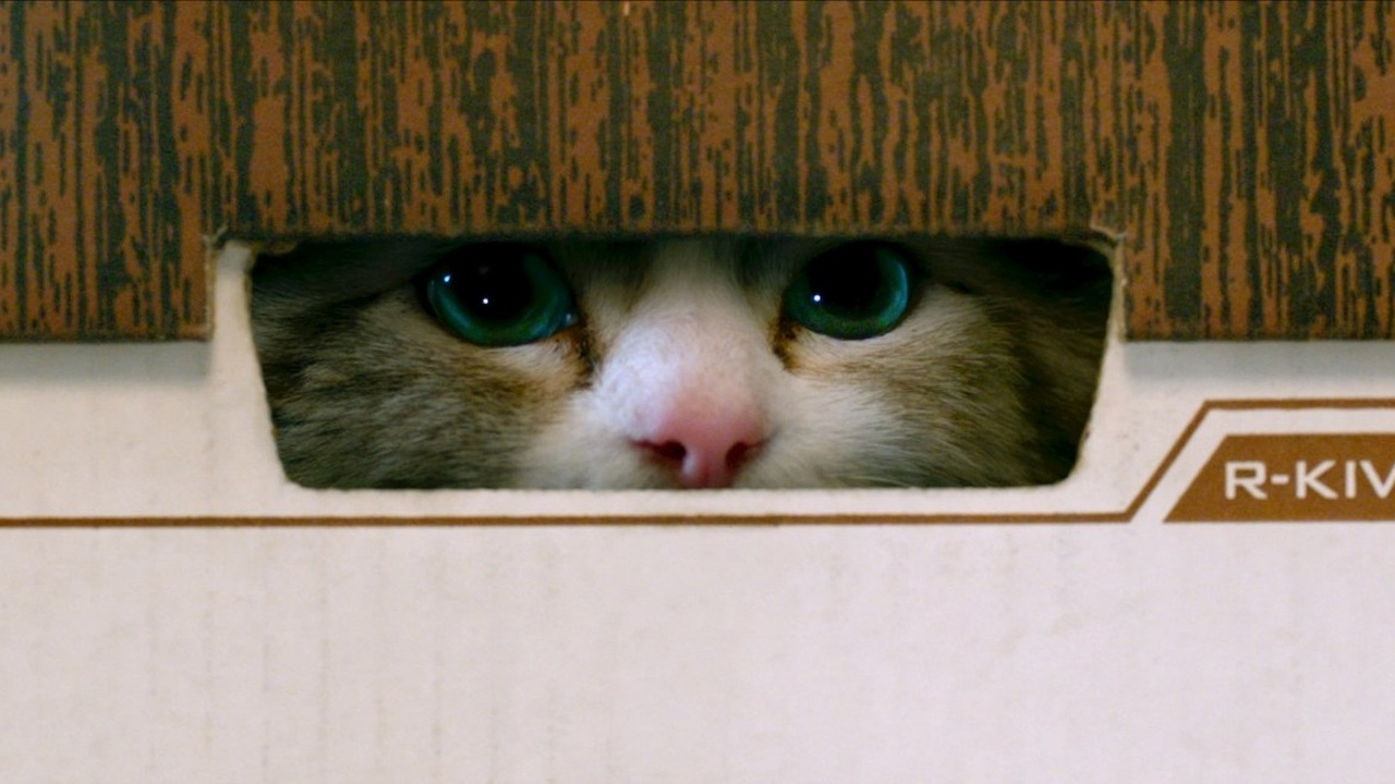 Una Vita da gatto Film (2016)