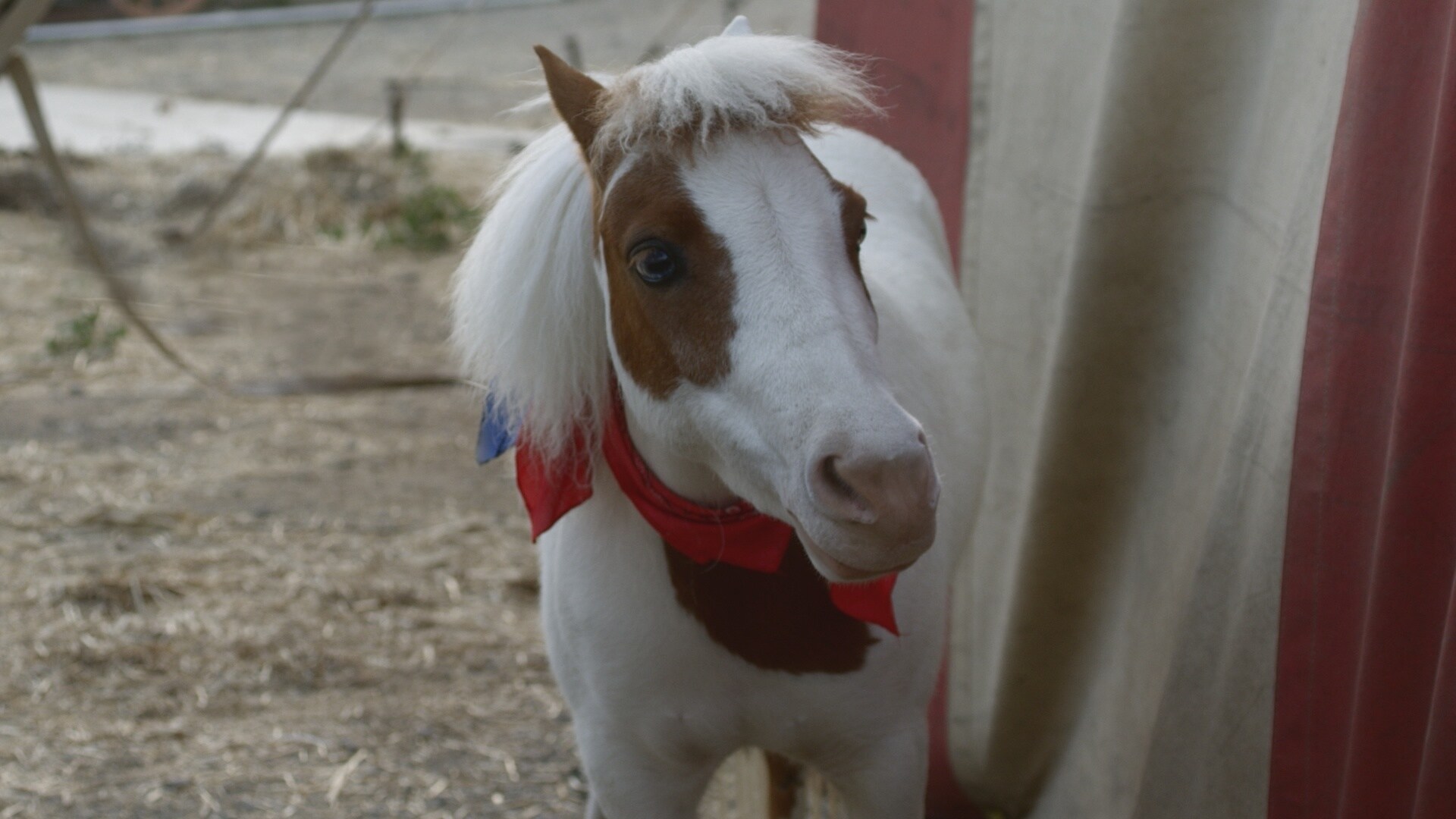 A Dog and Pony Show Film (2018)