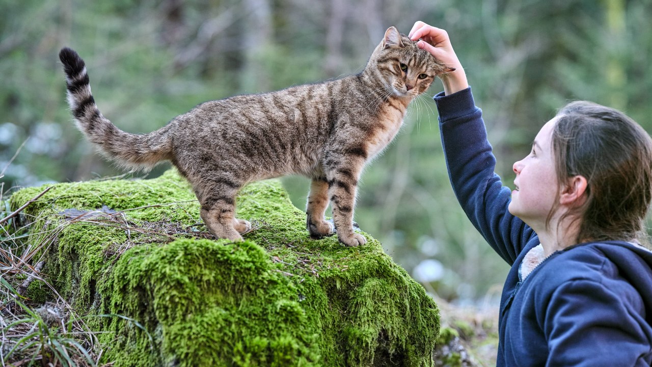 Trovacinema Vita da Gatto sale orari cinema