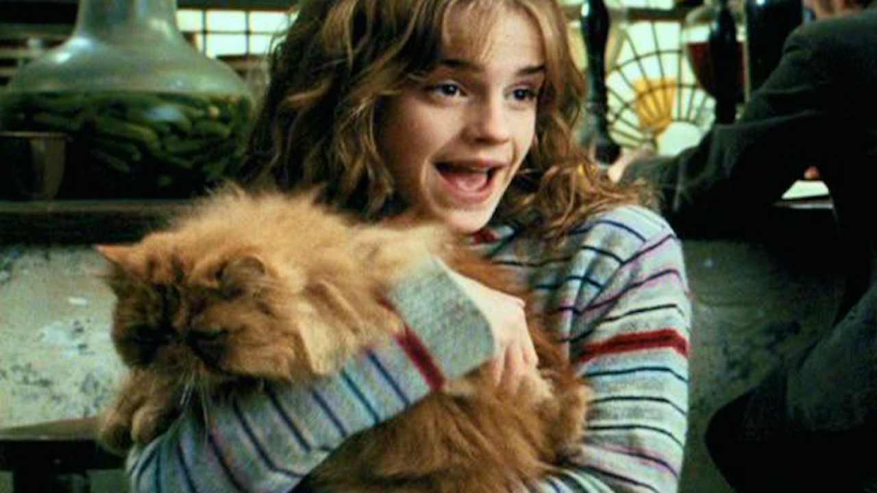 Come Si Chiama Il Gatto Di Hermione