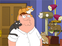 La lotta per i gatti