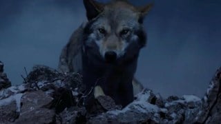 L'ultimo lupo: Il Trailer Ufficiale Italiano del Film - HD