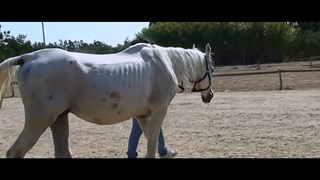 Una Clip in anteprima esclusiva del Film Documentario prodotto dalla LAV - HD